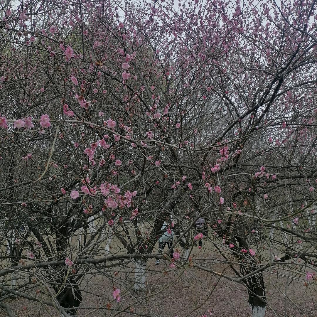 阿玉姐