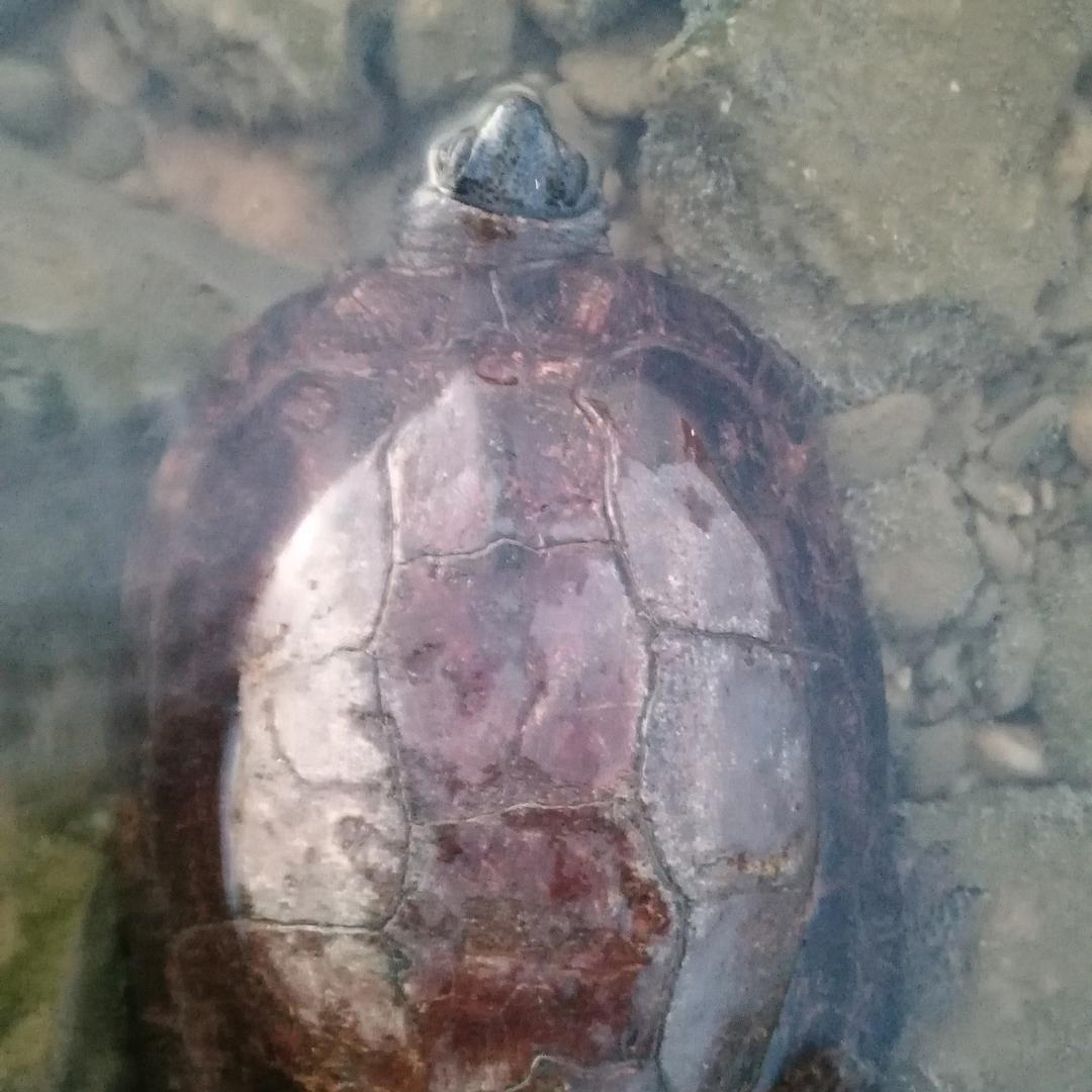 石头硬还是水硬