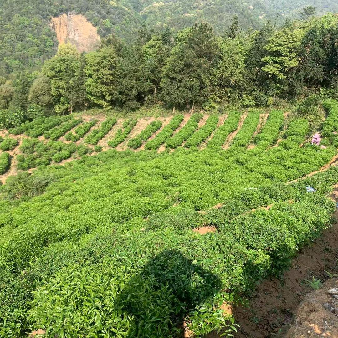 凤凰乌岽单丛茶（高山茶农招代理）