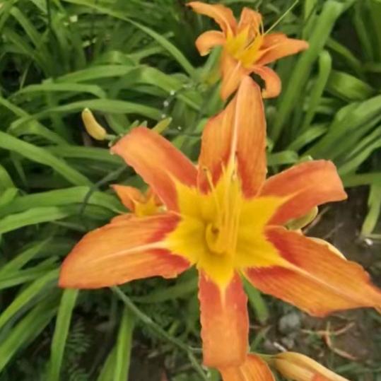 风花