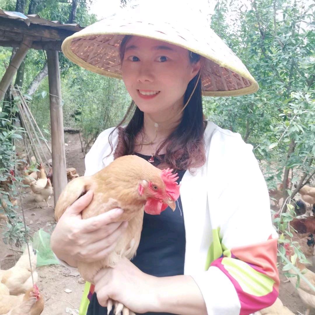 福安少菊生态养殖月子鸡