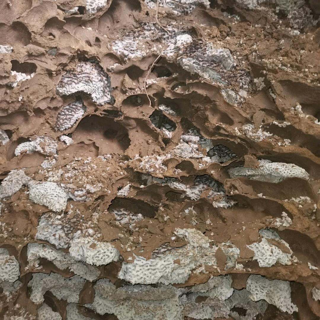 漳州治白蚁（玉江治白蚁）