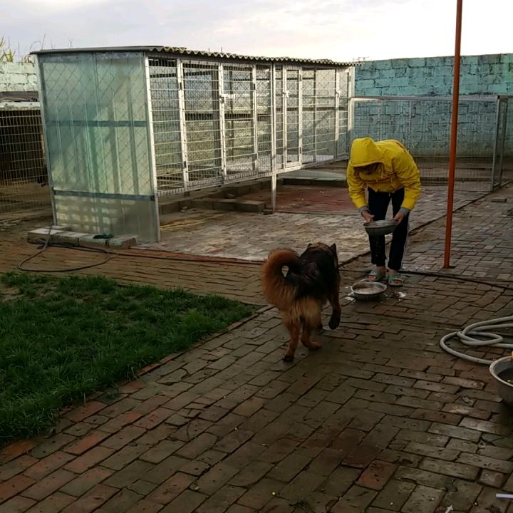 家有千金黑妞CSV德国牧羊犬繁育