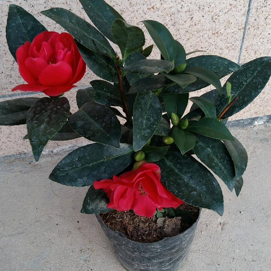 阿云花卉