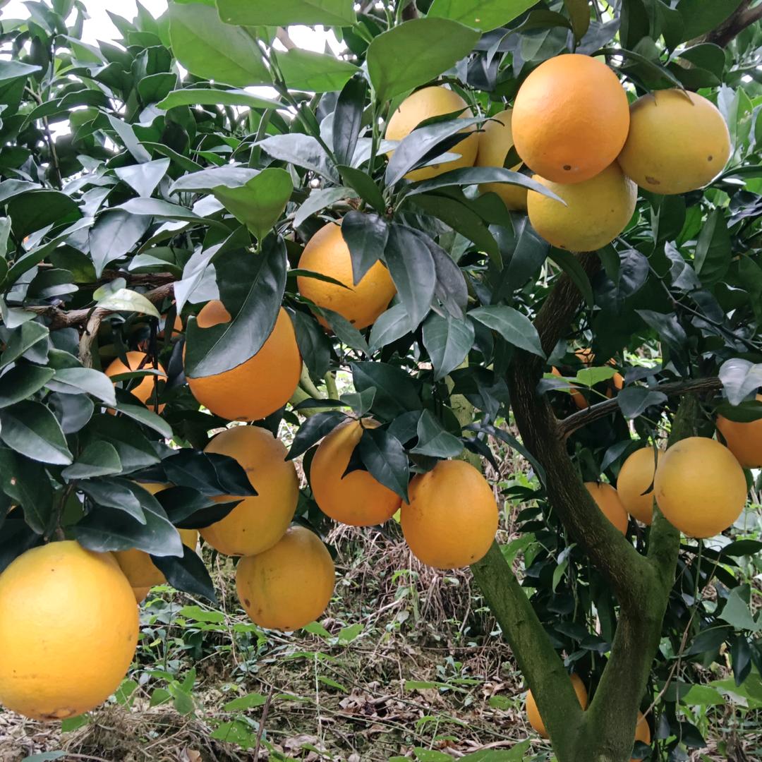 四都鑫勤合作社