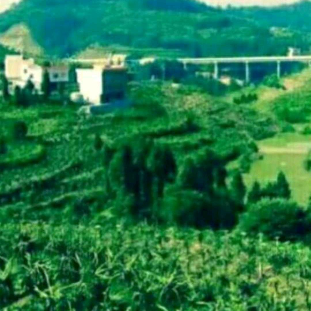 谭师傅
