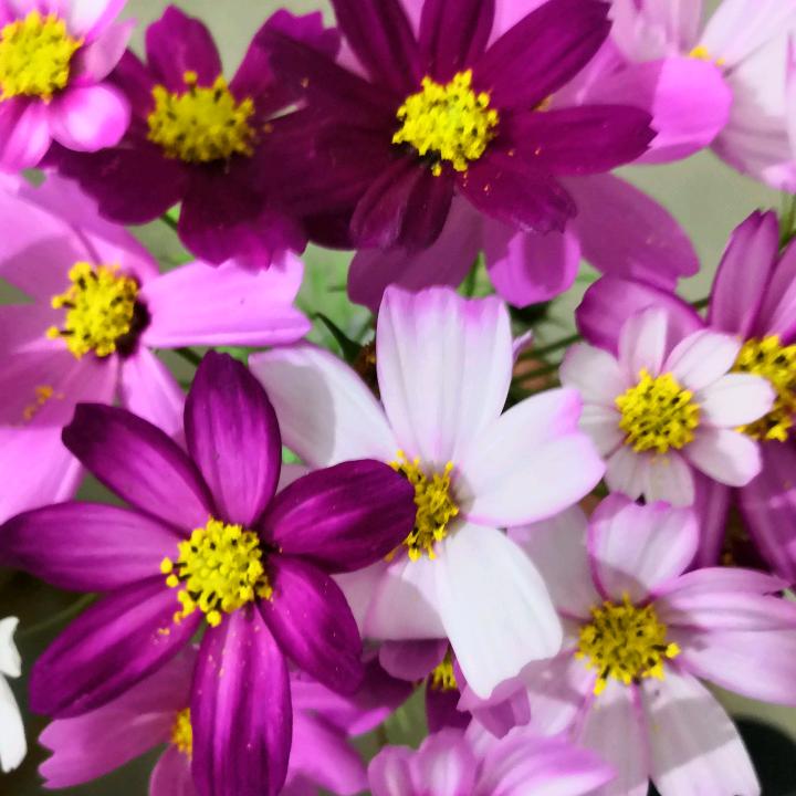 倪玉673