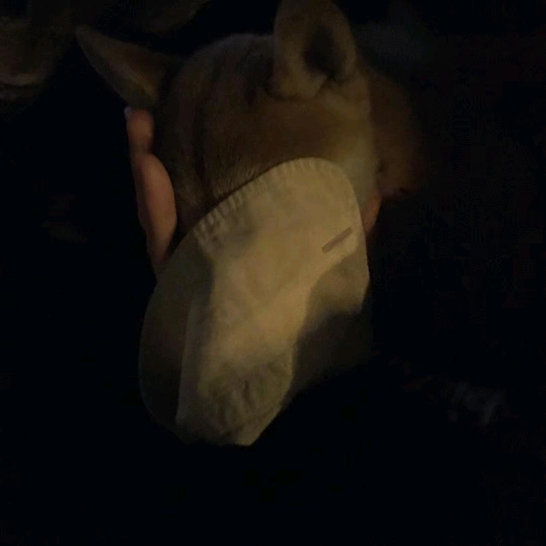 反犬王
