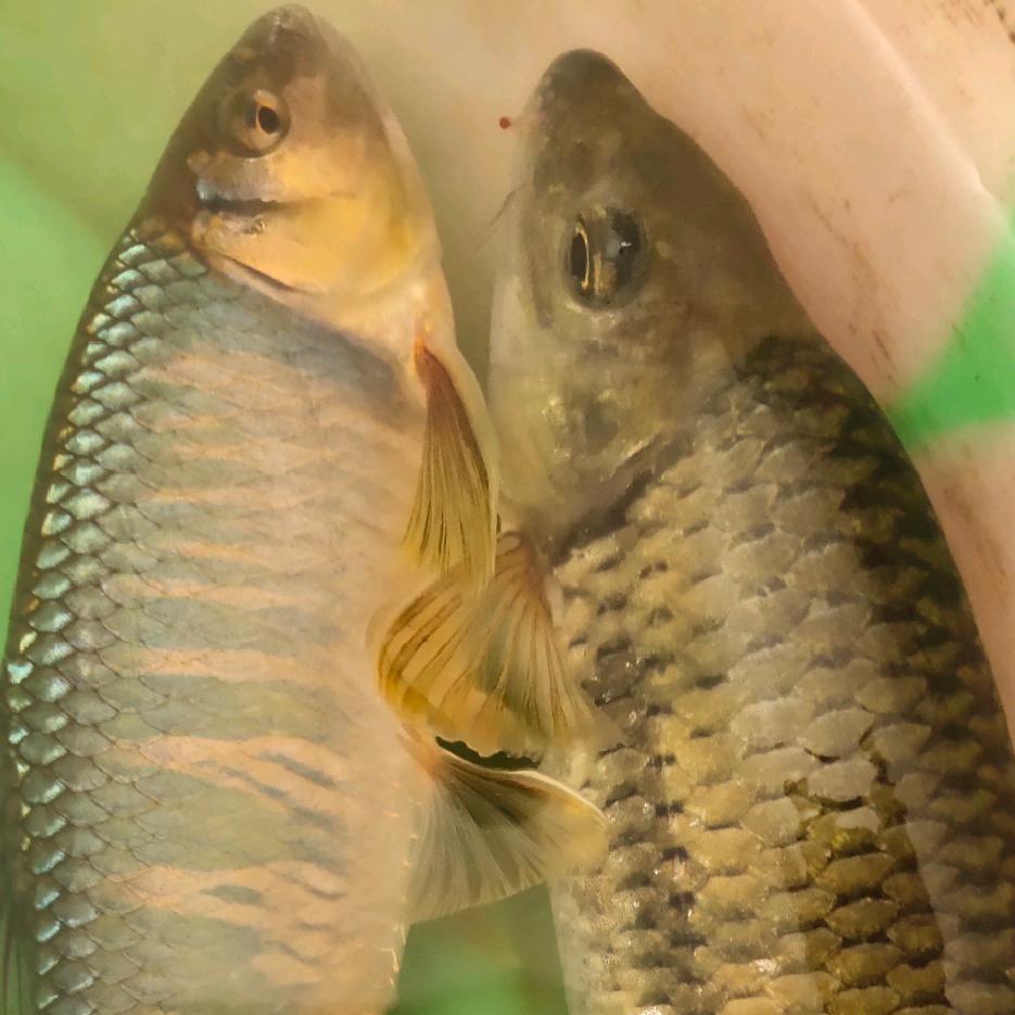 海天之恋，溪流石斑鱼
