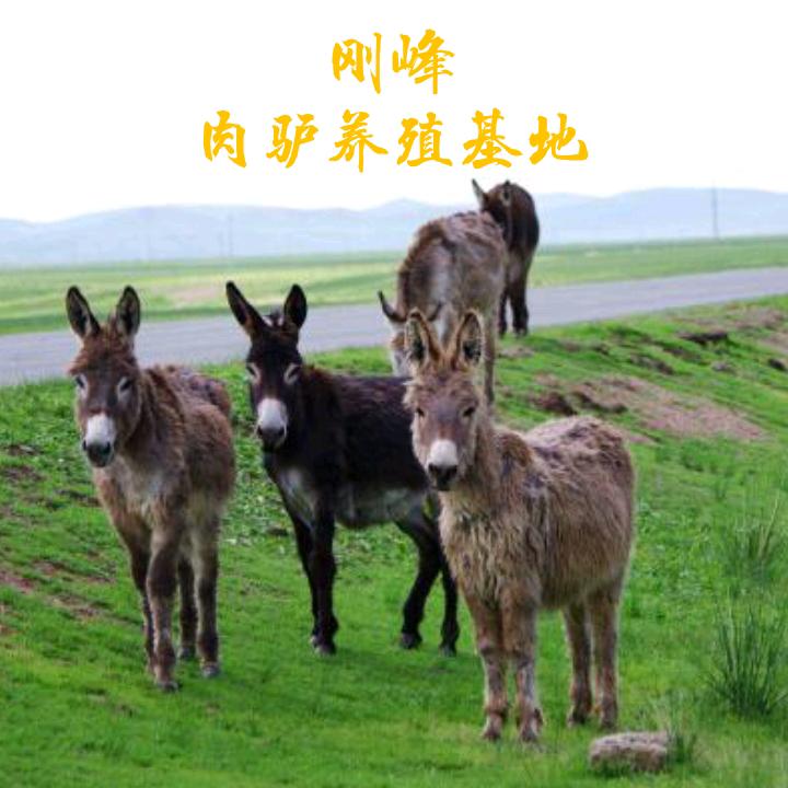 生鲜驴肉（刚峰肉驴养殖基地）