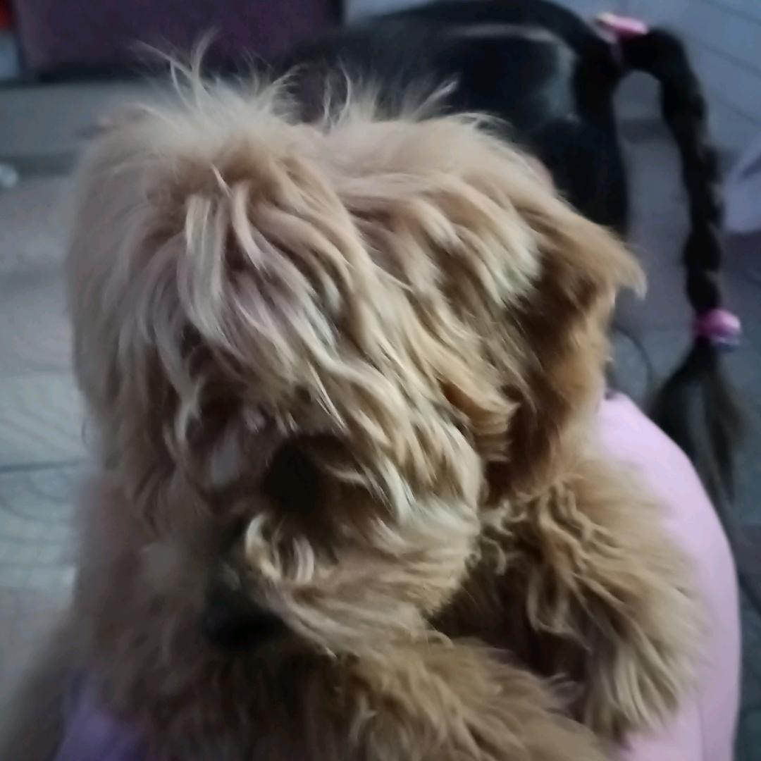 小狗狗， 很可爱❗