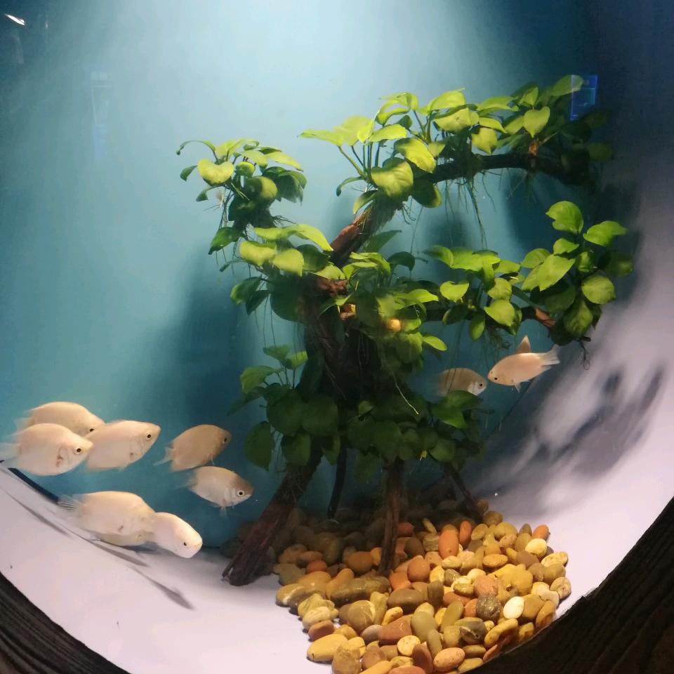 翡翠鸿图