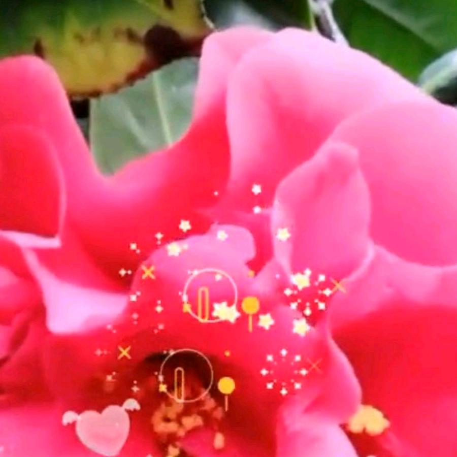 湖花园《关赞必回》拒 私聊
