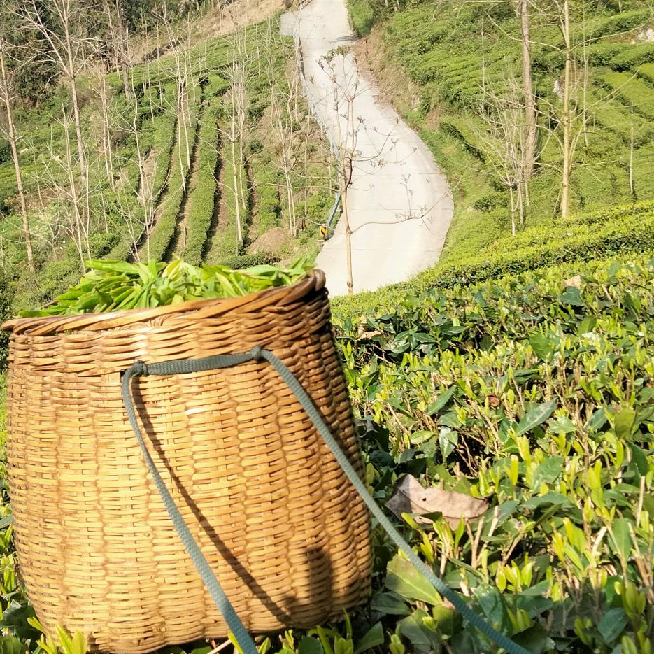 大山深处的新农人（不定时直播）