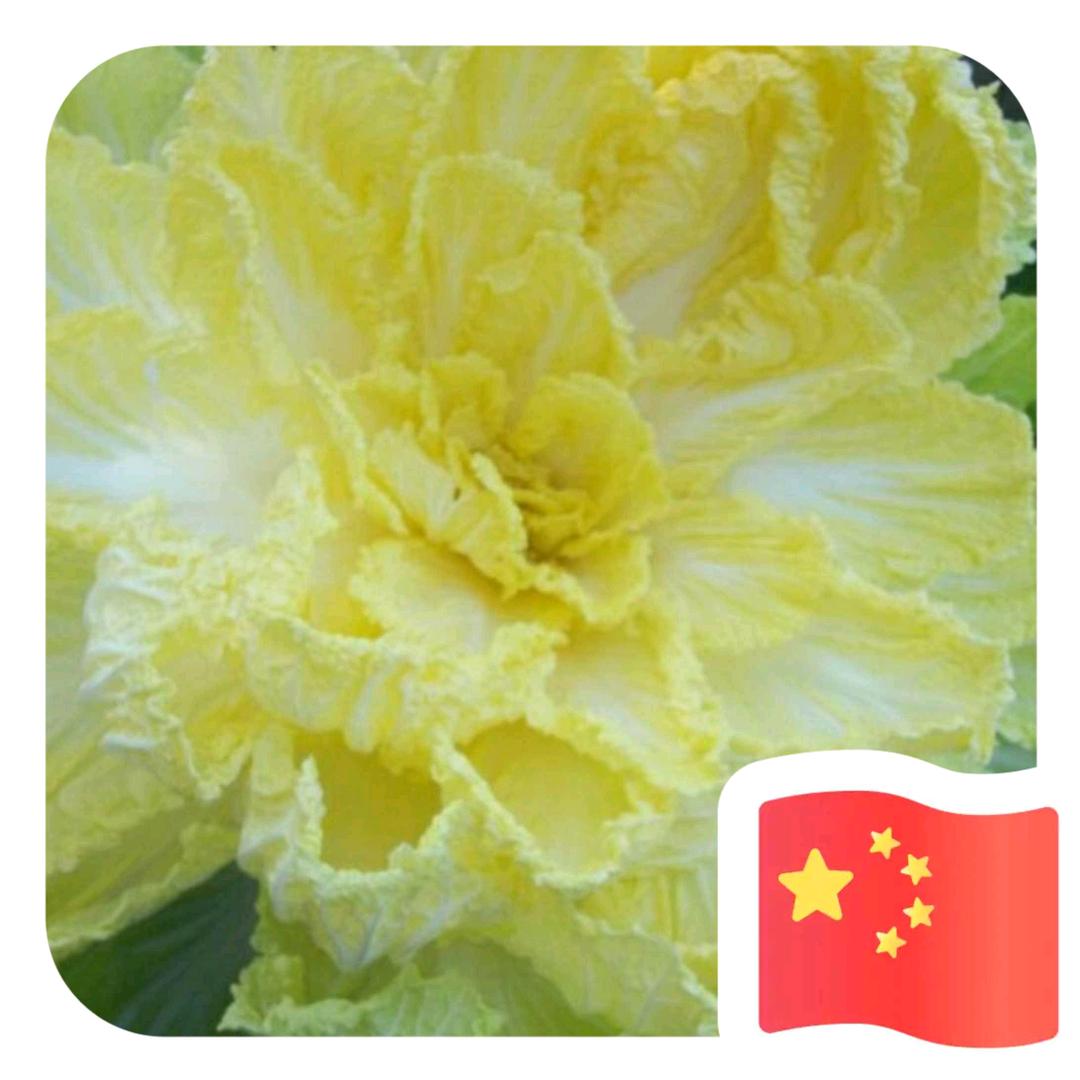 河北陈浩蔬菜购销