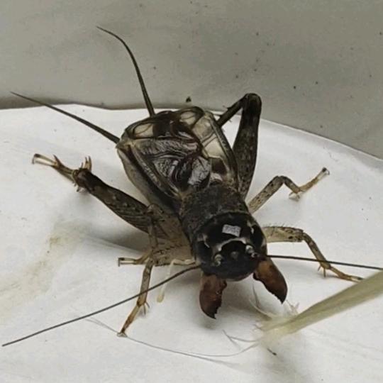 三秋份房仿秋蟋蟀