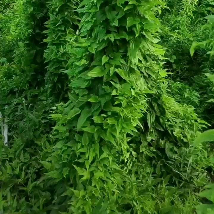 明丰药材