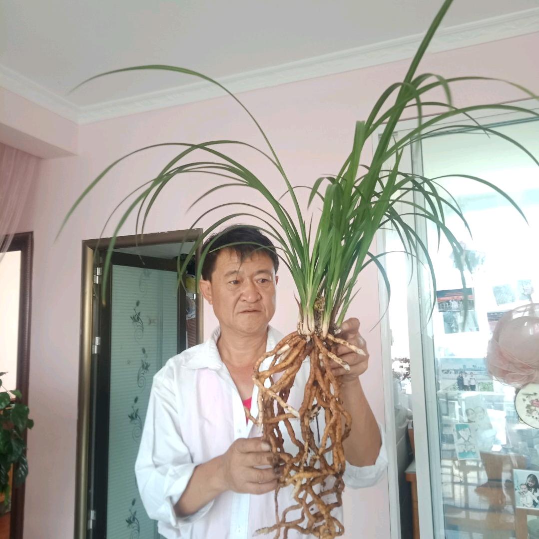 鹤庆县石鼓大雪素种植园