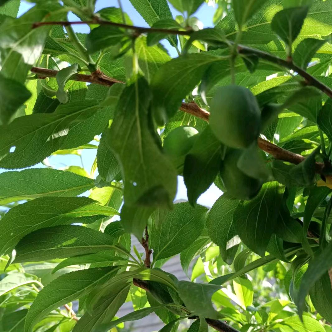 农村六姐小号1226下午17:30