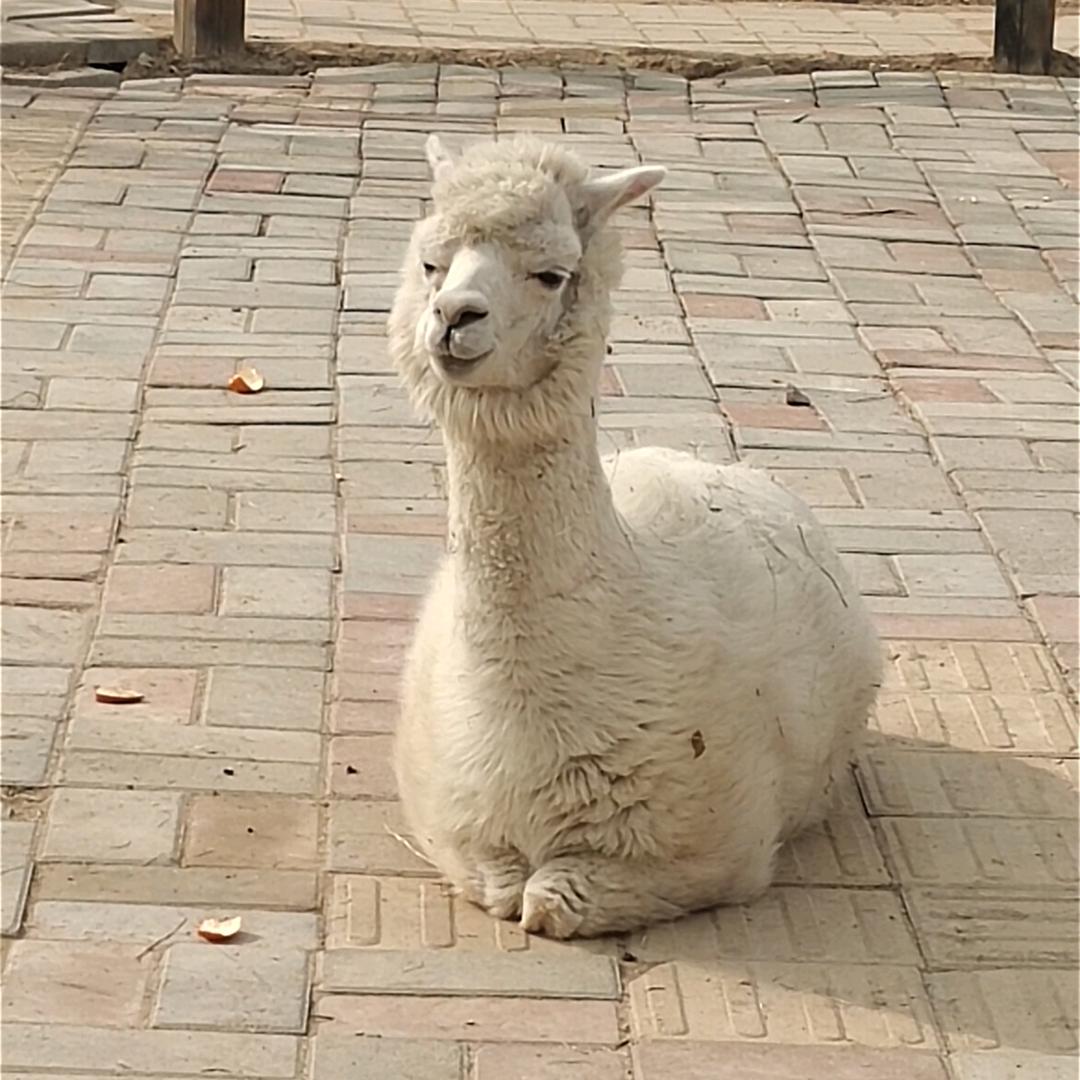 谷堆里的羊驼🍉