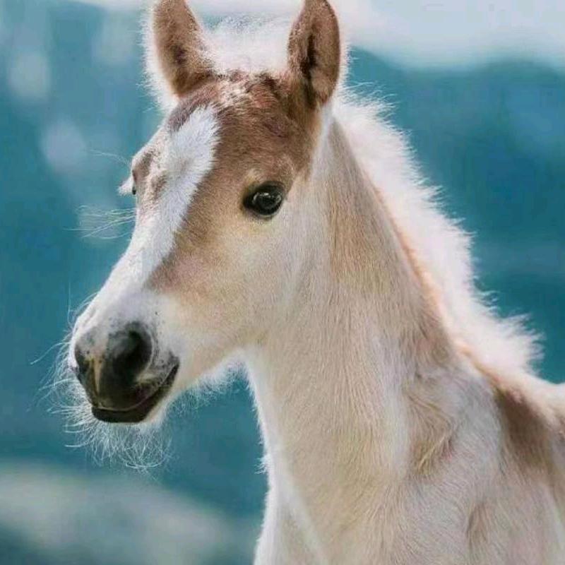 叶尔波力（羊牛买卖！）