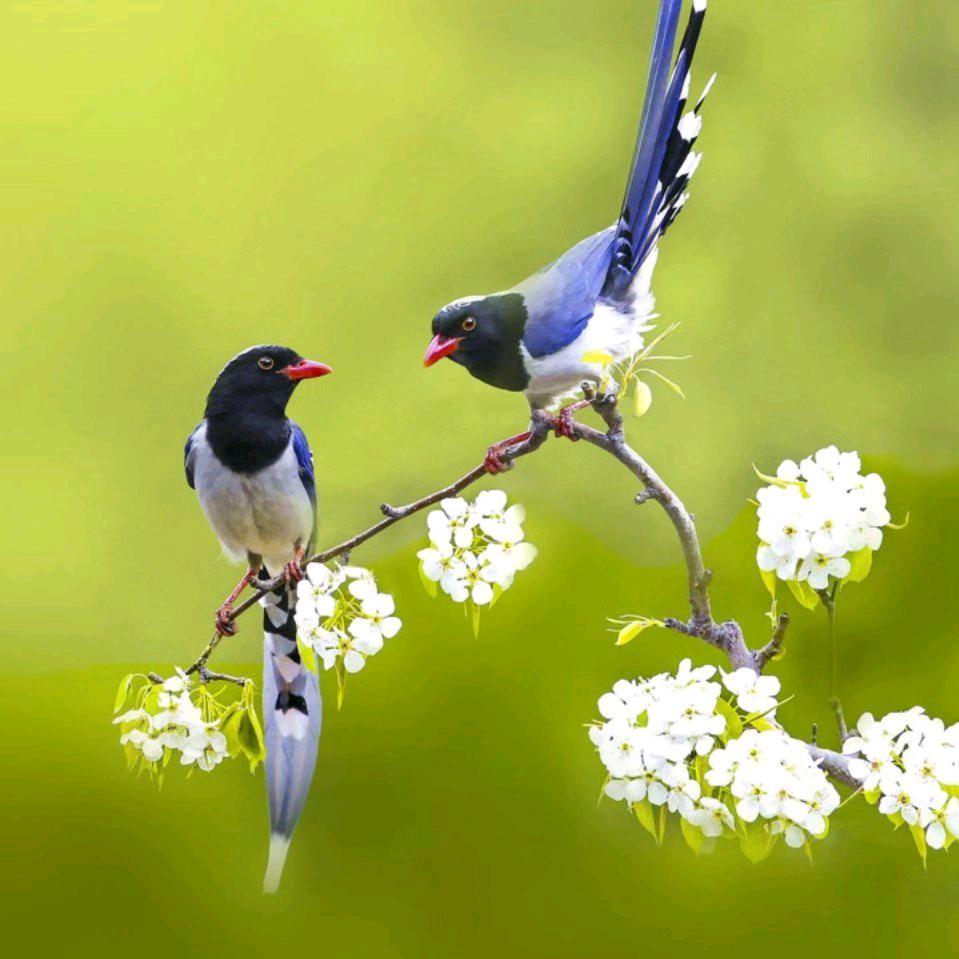 🕊ꦿ᭄᭄人生如茶꧔ꦿ℘⸙