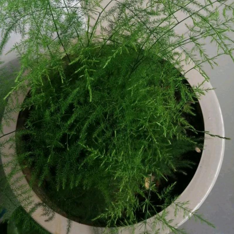 夏日如歌