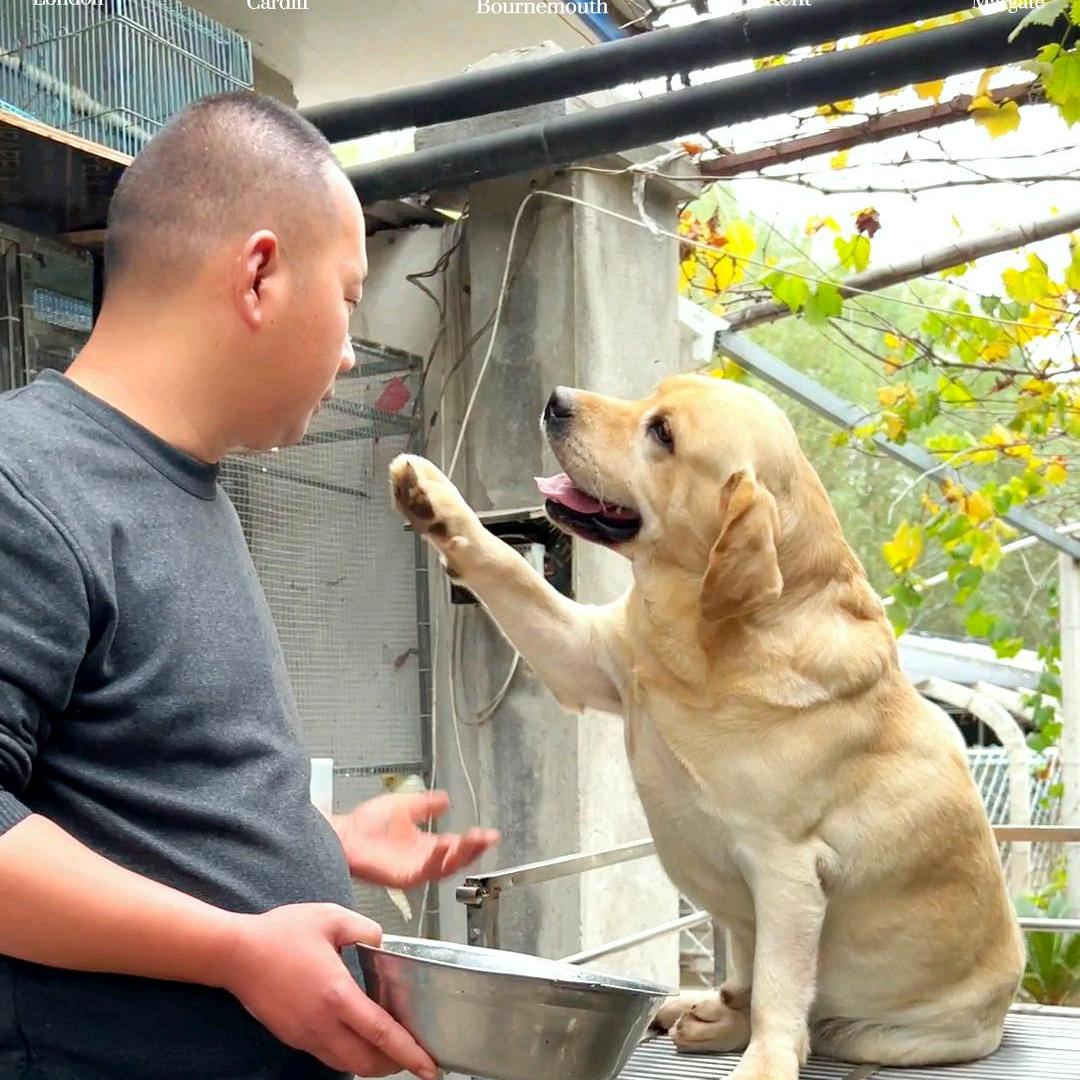 杰威犬舍(小猛哥)