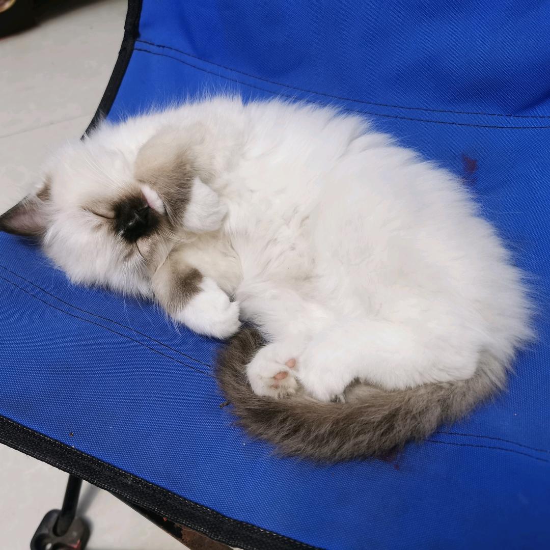 鸿雁