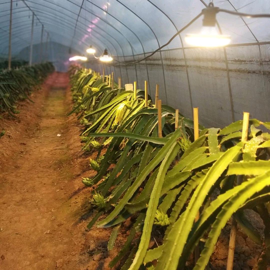 王三坝生态火龙果