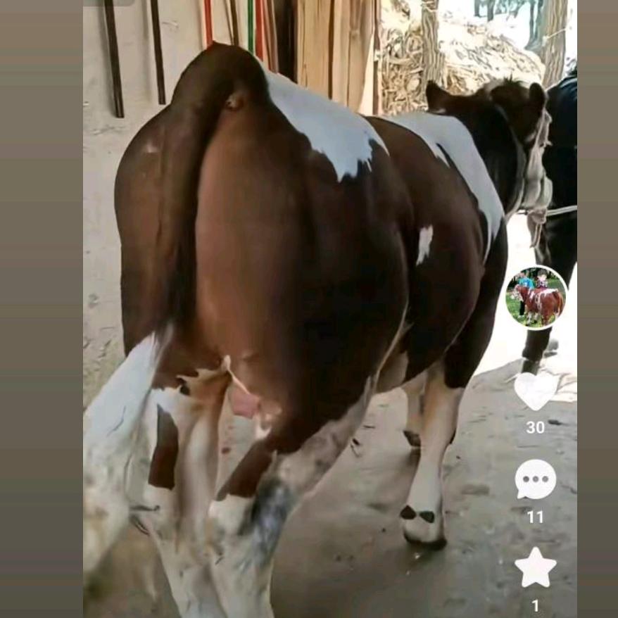 李哥，专业买卖大小公母牛，马毛驴骡子