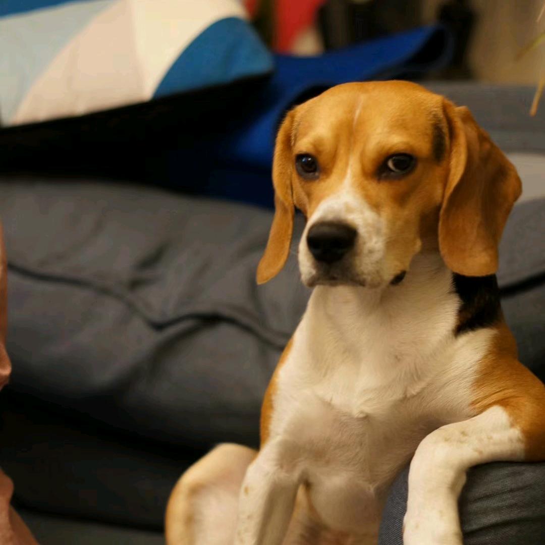 一只叫辛巴的比格小猎犬