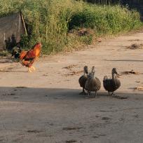 🌈🌈锦鲤幸运星