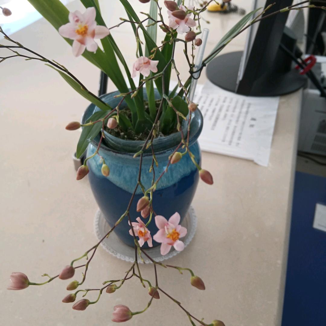 紫月辰星用户5498949312117