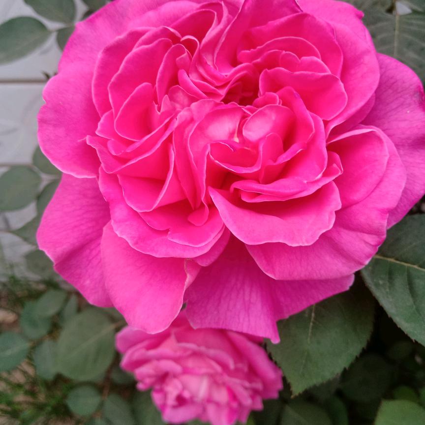 🌹思🍀念💕