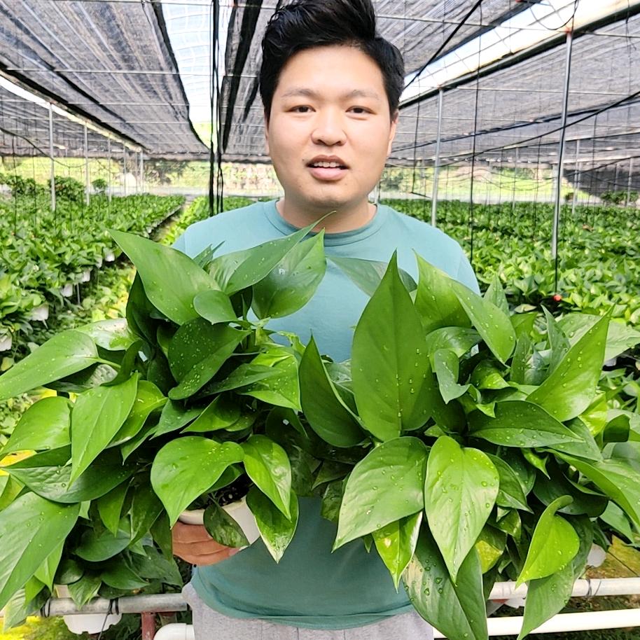 哈哈哥绿萝基地