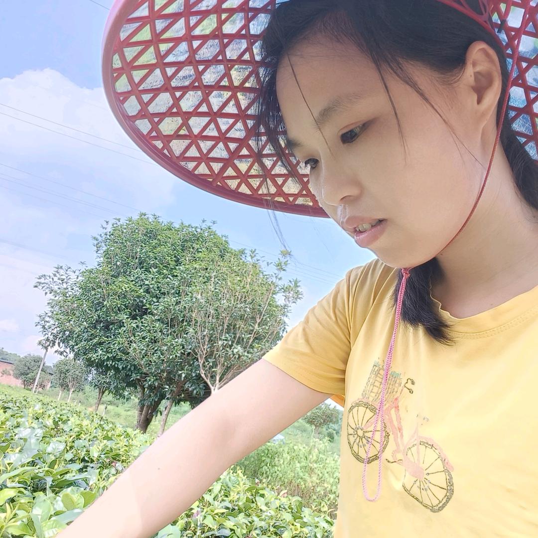 英红九号(小刘)