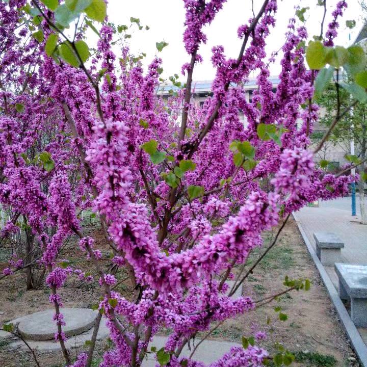 女人的绝品保镖