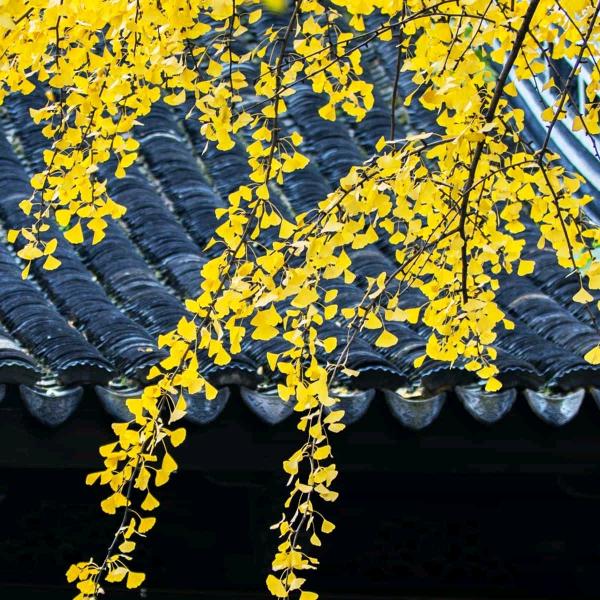 许文芬