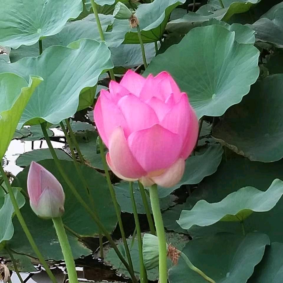 夏雪