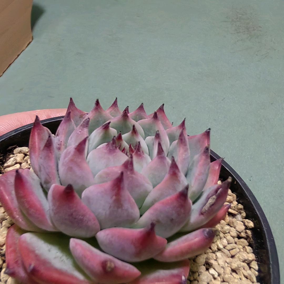 情深🌈袁浅🦋