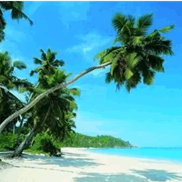 柔琴似水（莱雅琴）