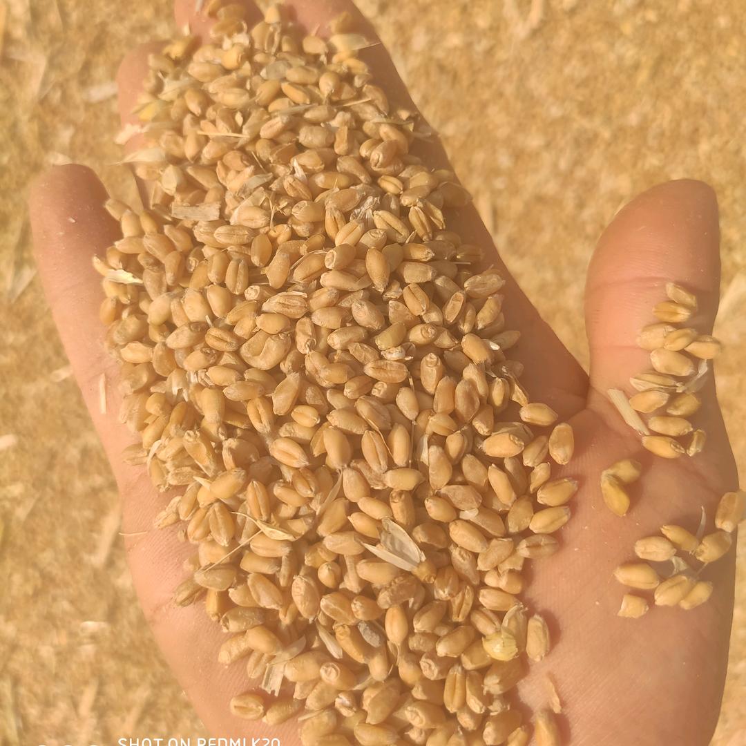 山东济阳东兰粮贸（王玉东）