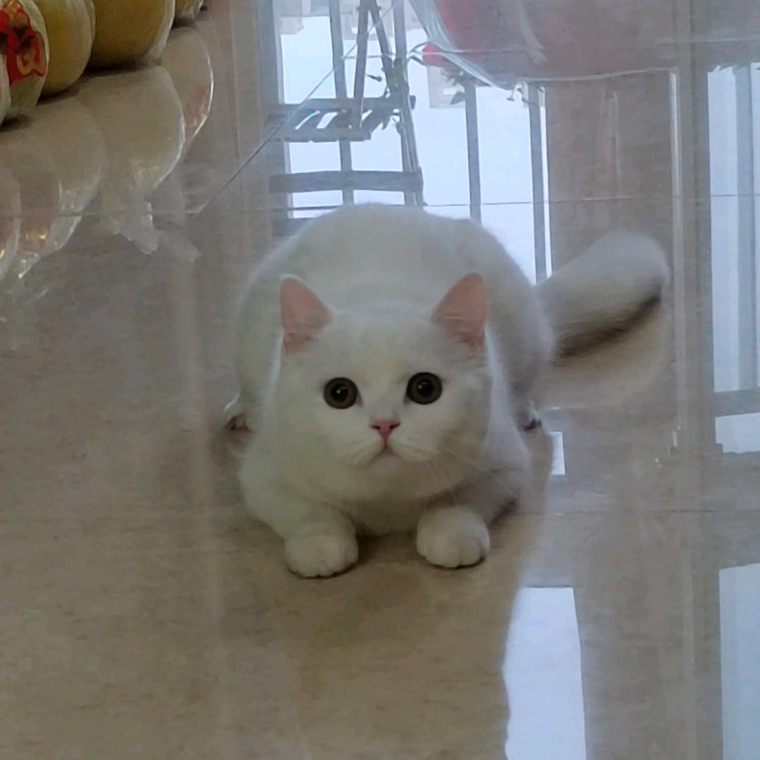 姐姐大