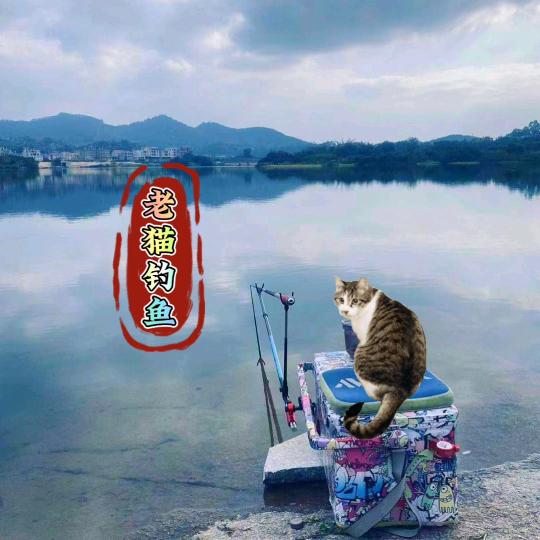 老猫钓鱼