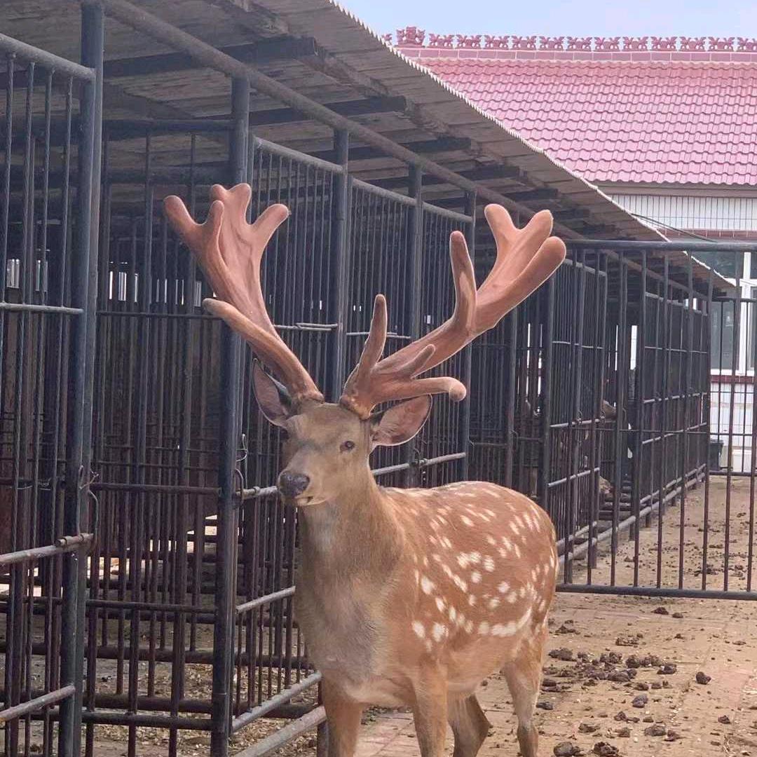 九道鹿滋补专营店