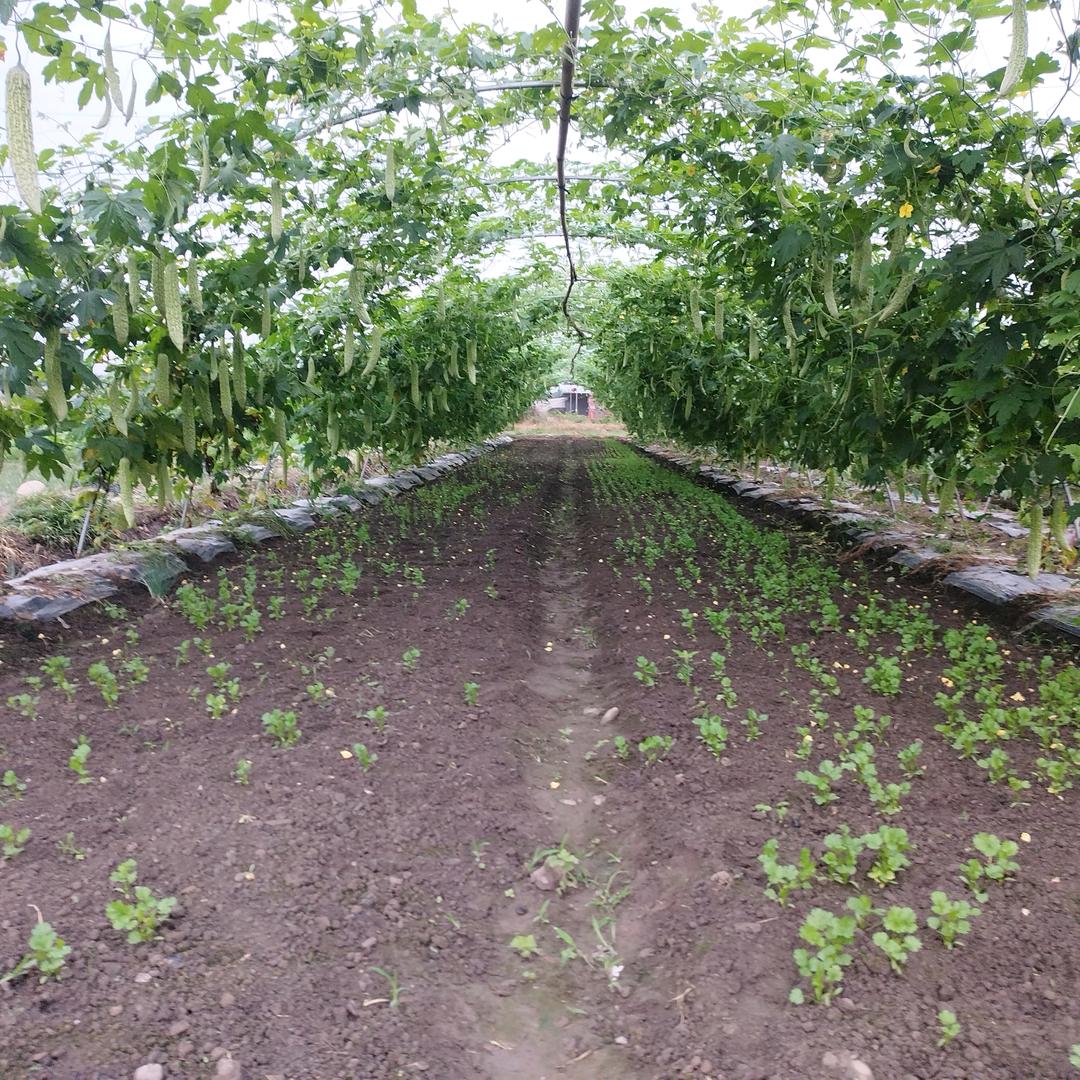 【腾飞】现代农业