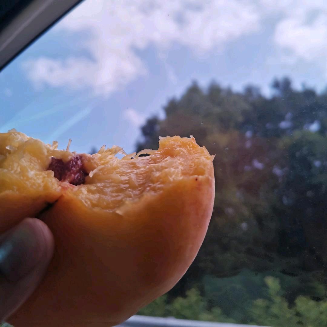 半个桃子🍑