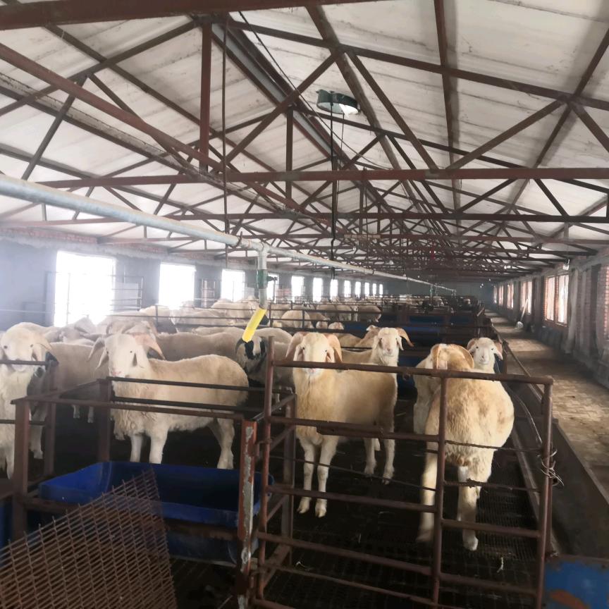 辽源德洋鲜牛羊肉