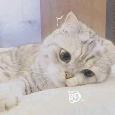 ＆刺猬
